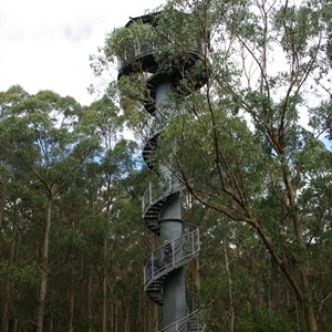 Otway Fly Treetop Adventures