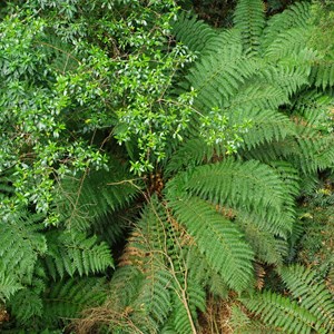 Otway Fly Treetop Adventures