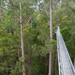 Otway Fly Treetop Adventures