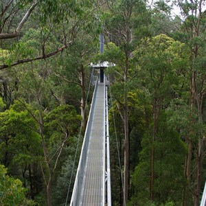 Otway Fly Treetop Adventures