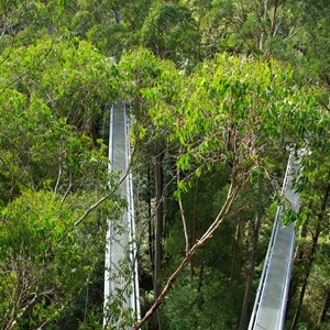 Otway Fly Treetop Adventures