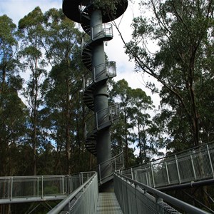 Otway Fly Treetop Adventures