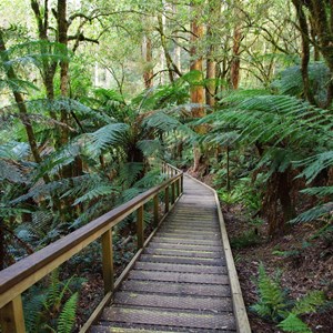 Otway Fly Treetop Adventures