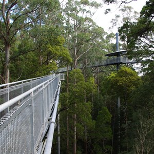 Otway Fly Treetop Adventures