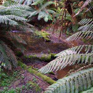 Otway Fly Treetop Adventures