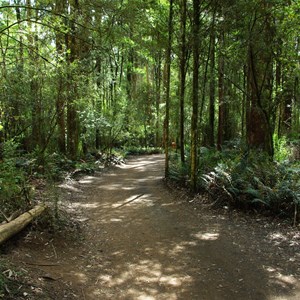 Otway Fly Treetop Adventures