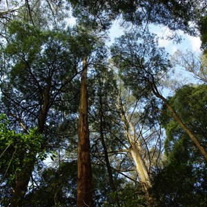 Otway Fly Treetop Adventures