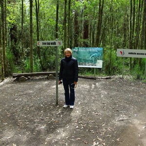 Otway Fly Treetop Adventures