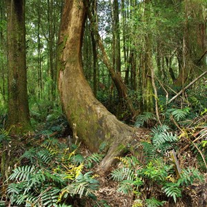 Otway Fly Treetop Adventures