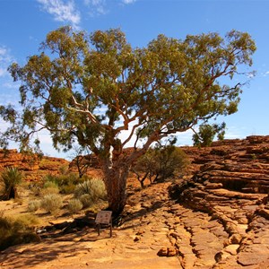 Mammals of the Plateau