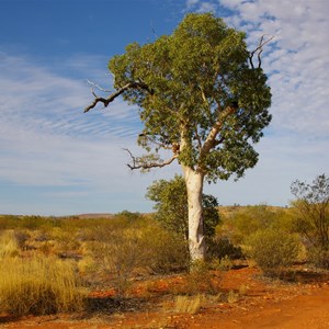 Len Beadell Blaze Tree