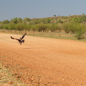 Wedge-tailed eagle