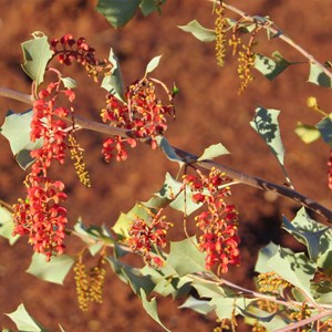 Wickhams Grevillea