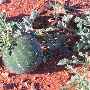 Paddy melon