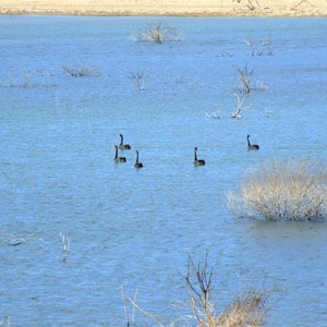 Soakage Swamp