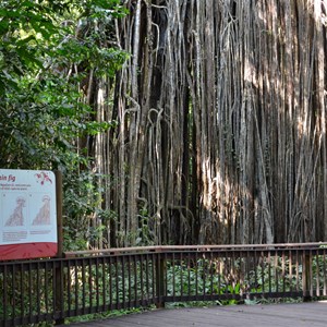 Curtain Fig Tree