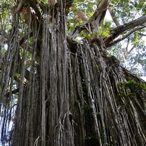 Curtain Fig Tree