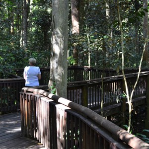 Curtain Fig Tree