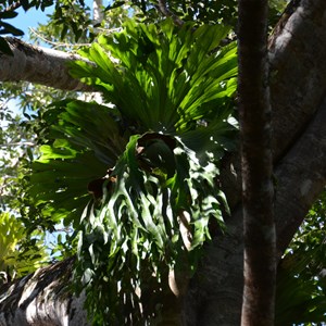 Curtain Fig Tree