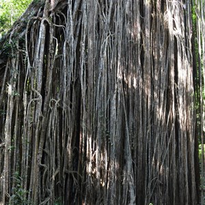 Curtain Fig Tree