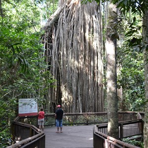 Curtain Fig Tree