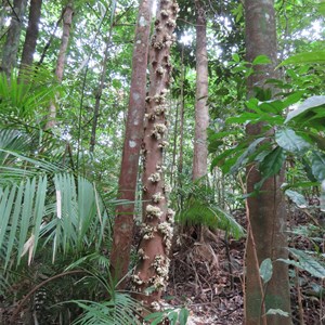 Cauliflower tree beside track