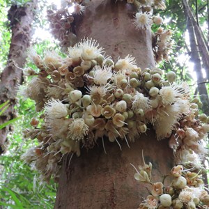 Flowers closeup