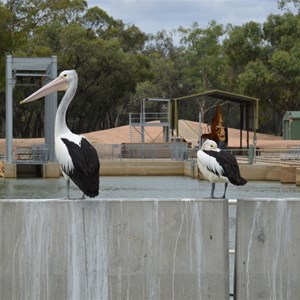 Weir & Lock 2 - Taylorville 