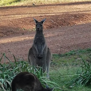 Nanga Brook Campground