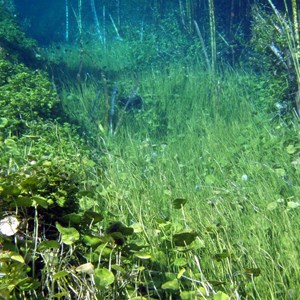 Connecting Creek between Ponds