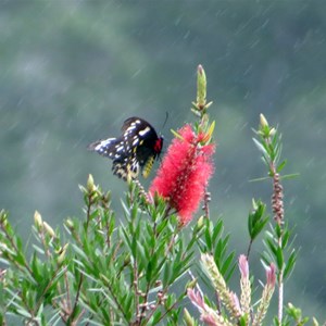 Butterfly on bottlebrush