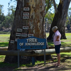 Tree of Knowledge - Loxton