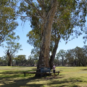 Tree of Knowledge - Loxton