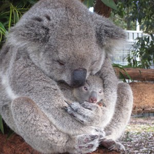 Baby Koala