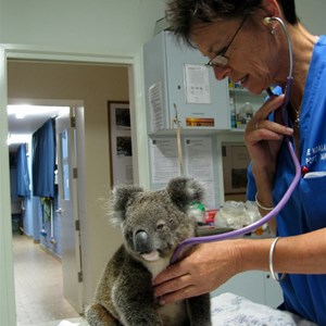 Check up time for One Mile Beach Noah