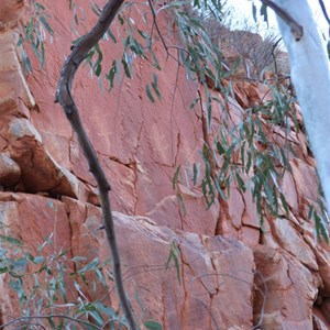 3 Goannas