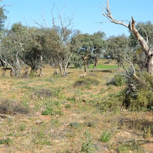 The valley where the tree is located