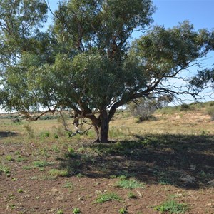 Birdsville Track Blaze Tree