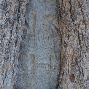 Birdsville Track Blaze Tree