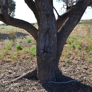 Birdsville Track Blaze Tree