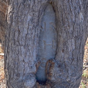 Birdsville Track Blaze Tree