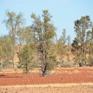 Waddi Trees 