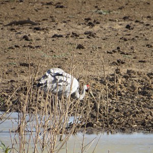 Brolga