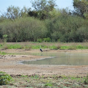 Cutta Burra Crossing - Eyre Creek