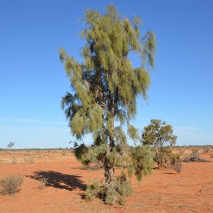 Waddi Trees - Boulia