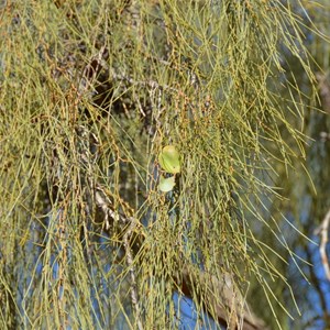 Waddi Trees - Boulia