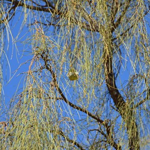 Waddi Trees - Boulia