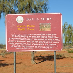 Waddi Trees - Boulia