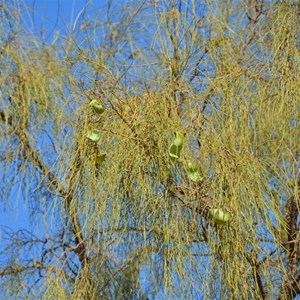 Waddi Trees - Boulia