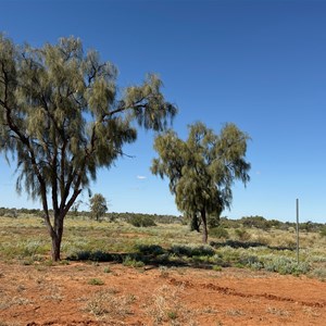 Waddi Trees Information Bay